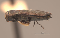 Anthaxia helferi image