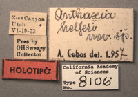 Anthaxia helferi image