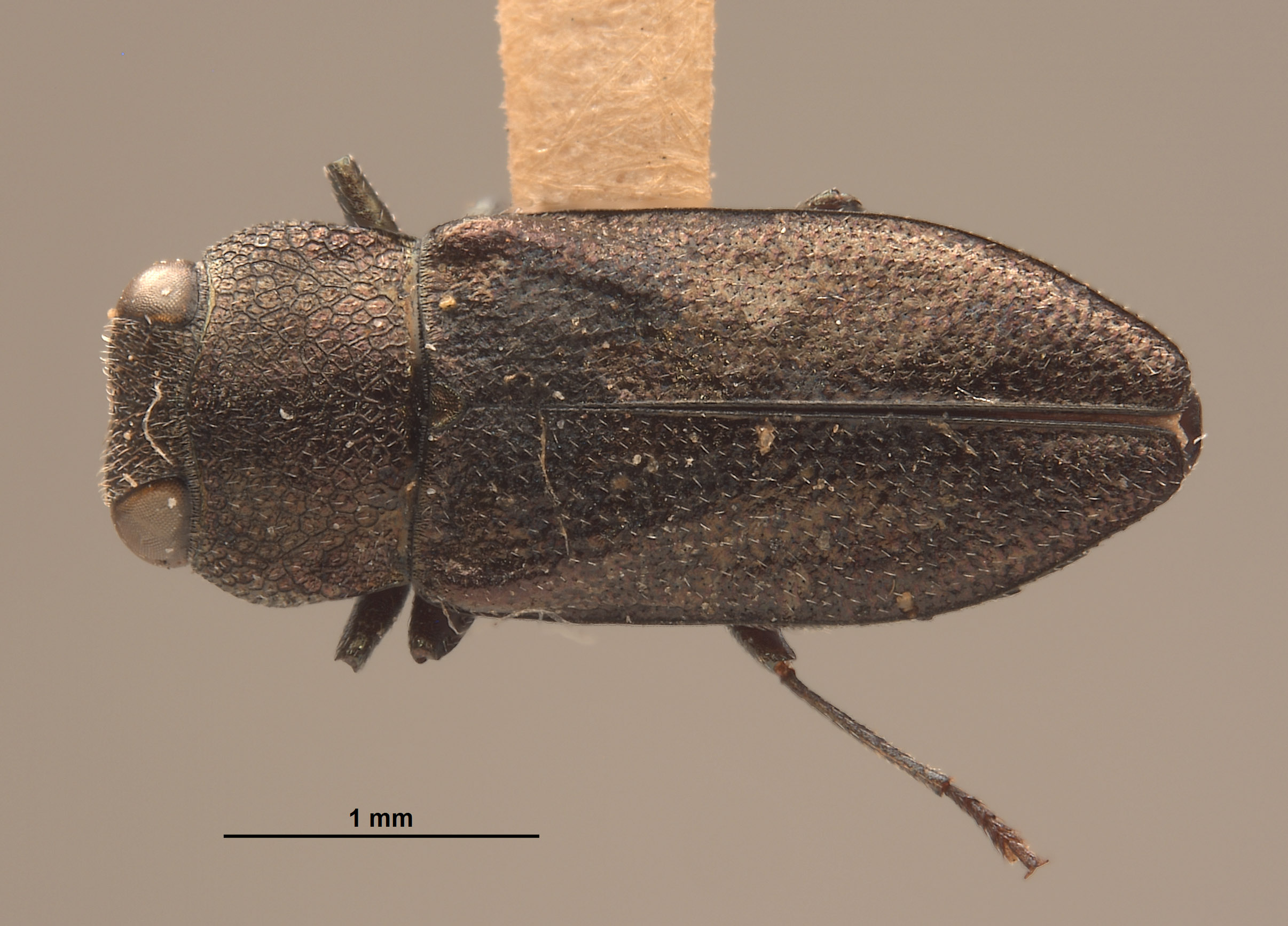 Anthaxia leechi image