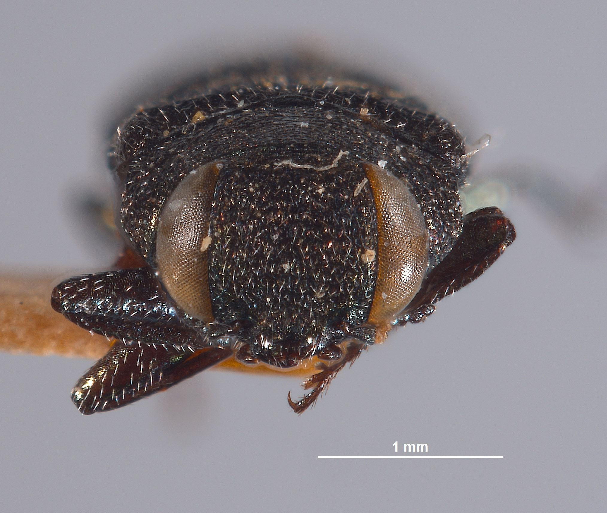 Anthaxia leechi image