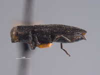 Anthaxia leechi image