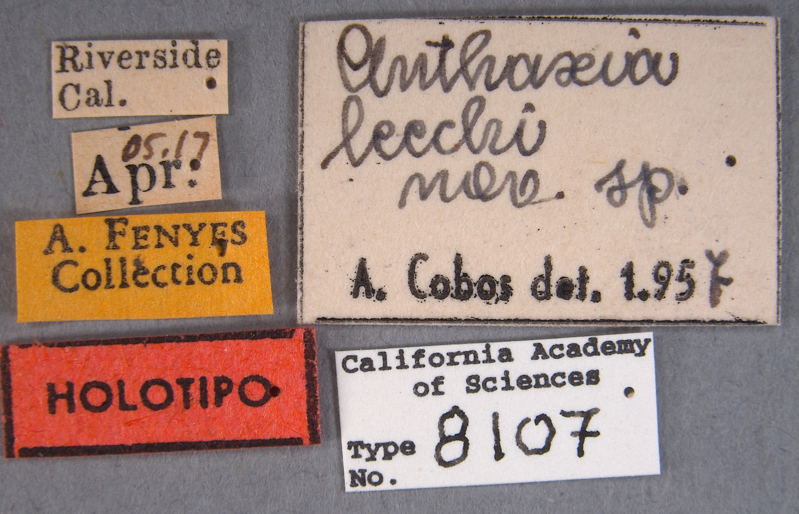 Anthaxia leechi image