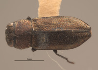 Anthaxia exasperans image