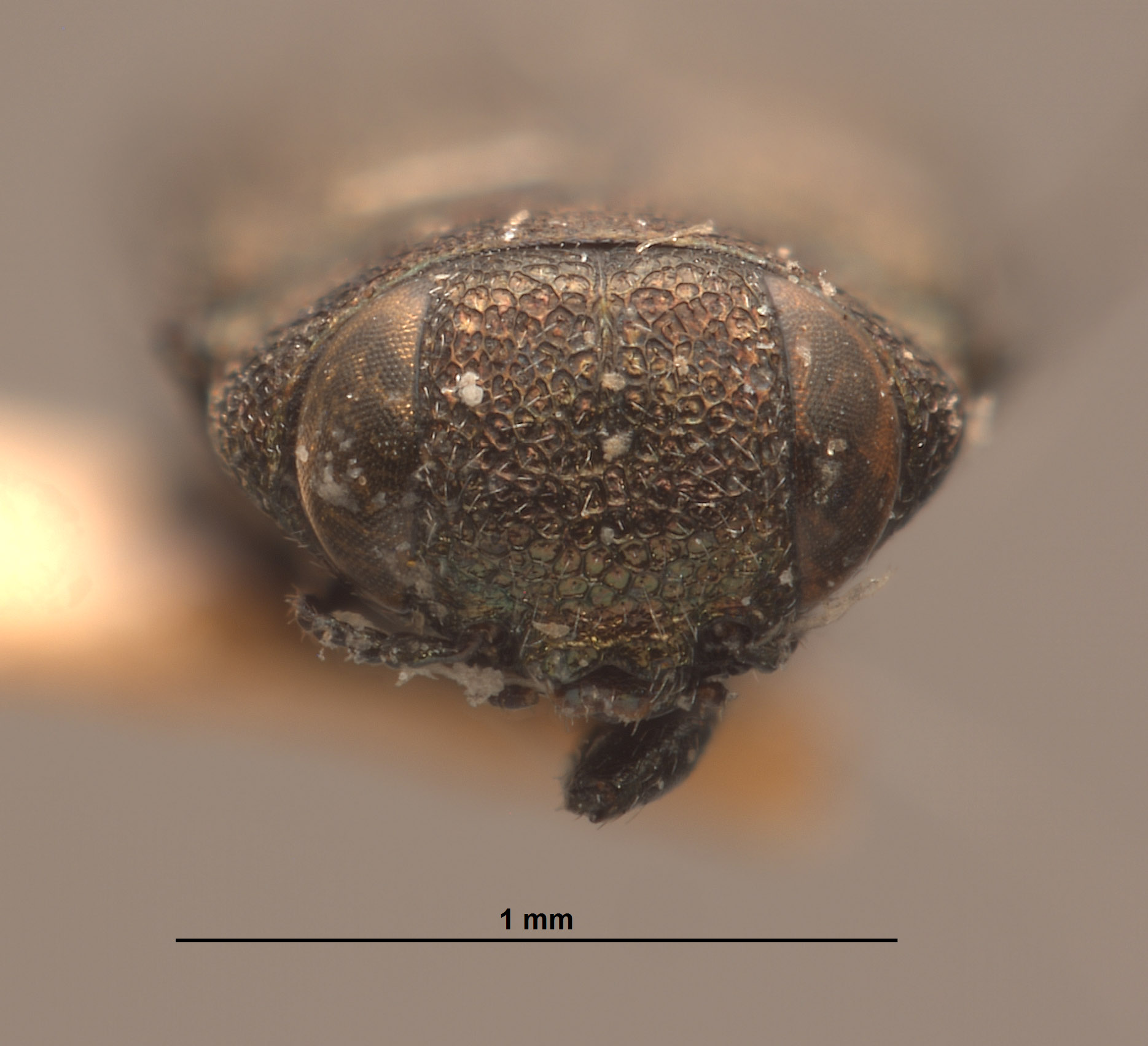 Anthaxia exasperans image