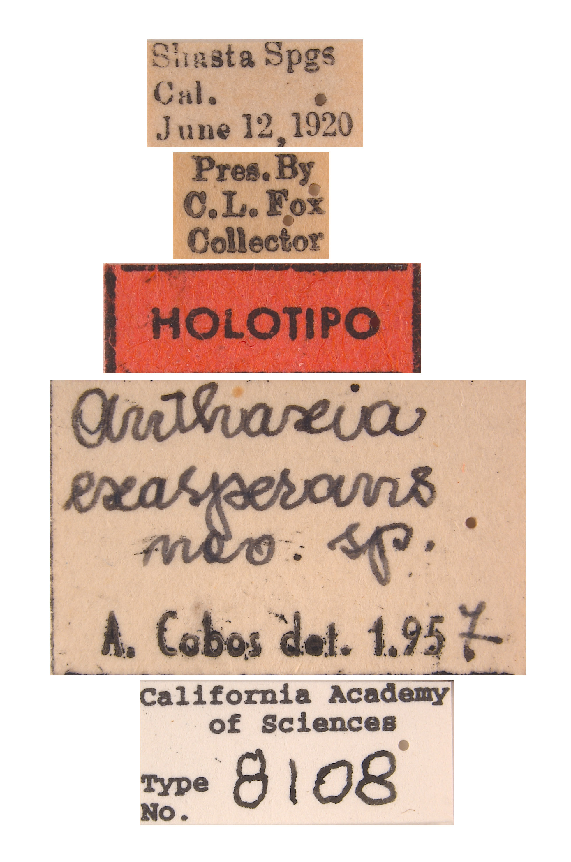 Anthaxia exasperans image