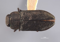 Anthaxia (Melanthaxia) image