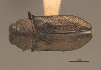 Anthaxia (Melanthaxia) image