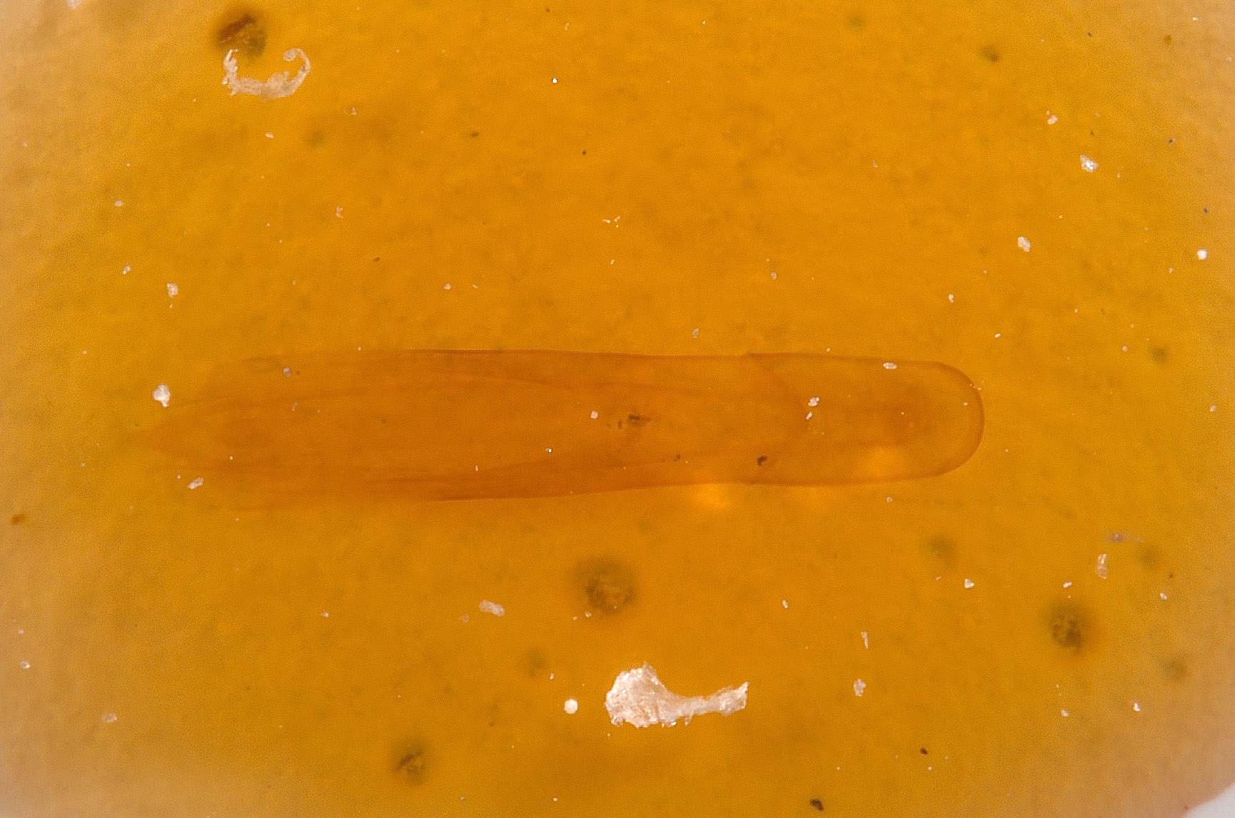 Anthaxia subprasina image