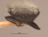 Anthaxia (Melanthaxia) image