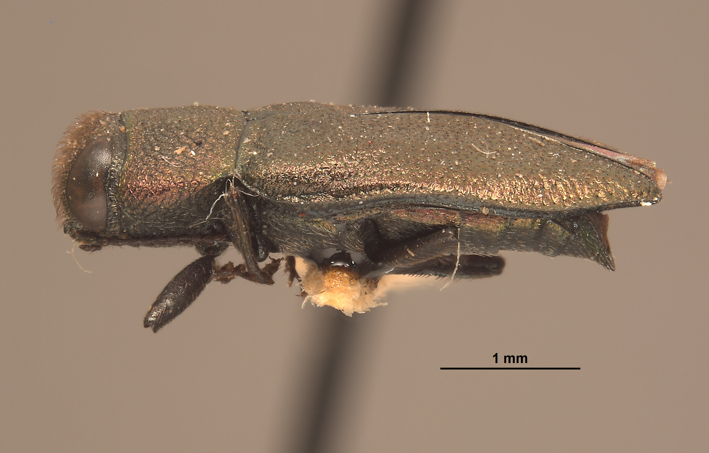 Anthaxia subprasina image