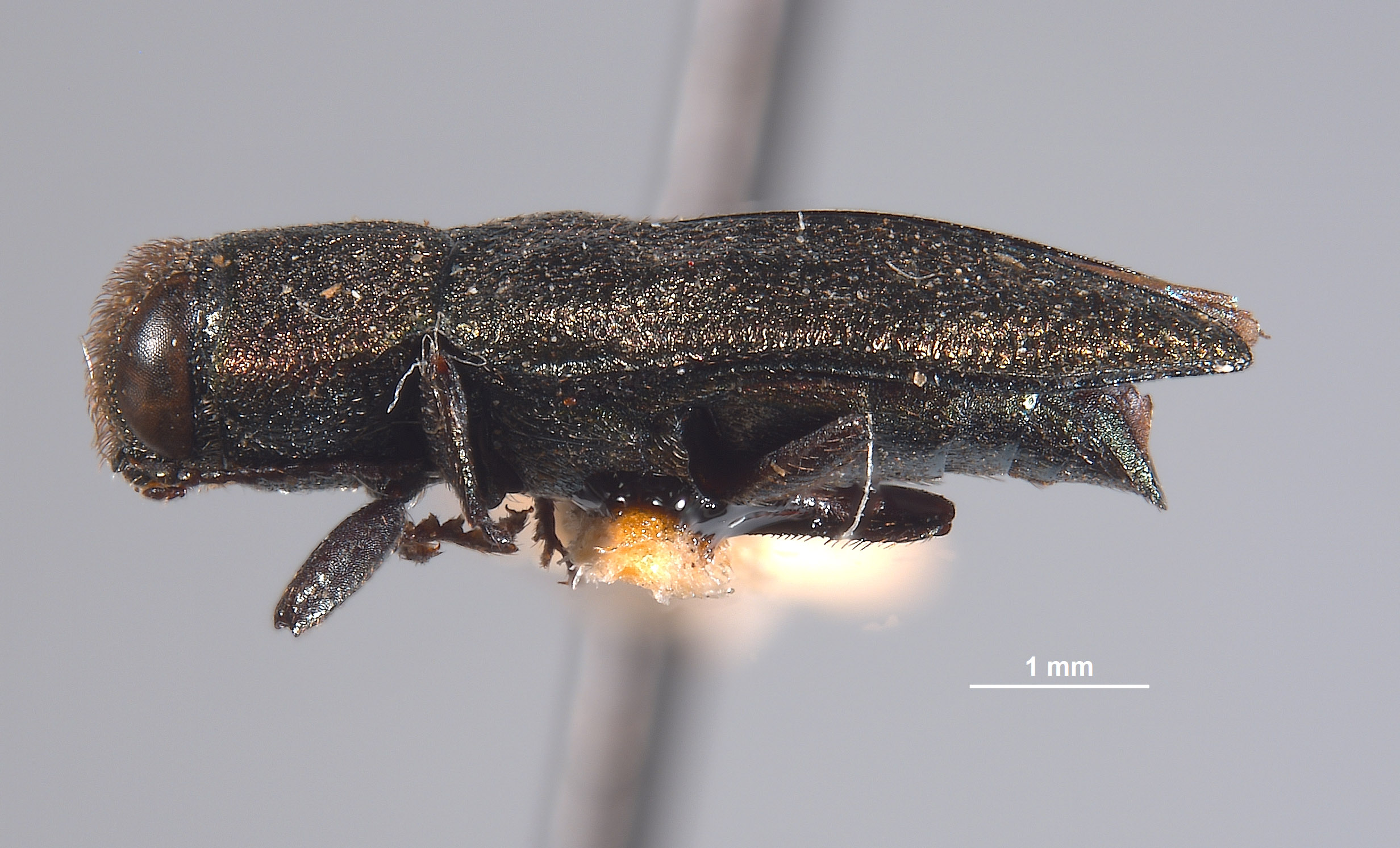 Anthaxia image