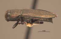 Anthaxia (Melanthaxia) image