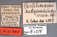 Anthaxia (Melanthaxia) image