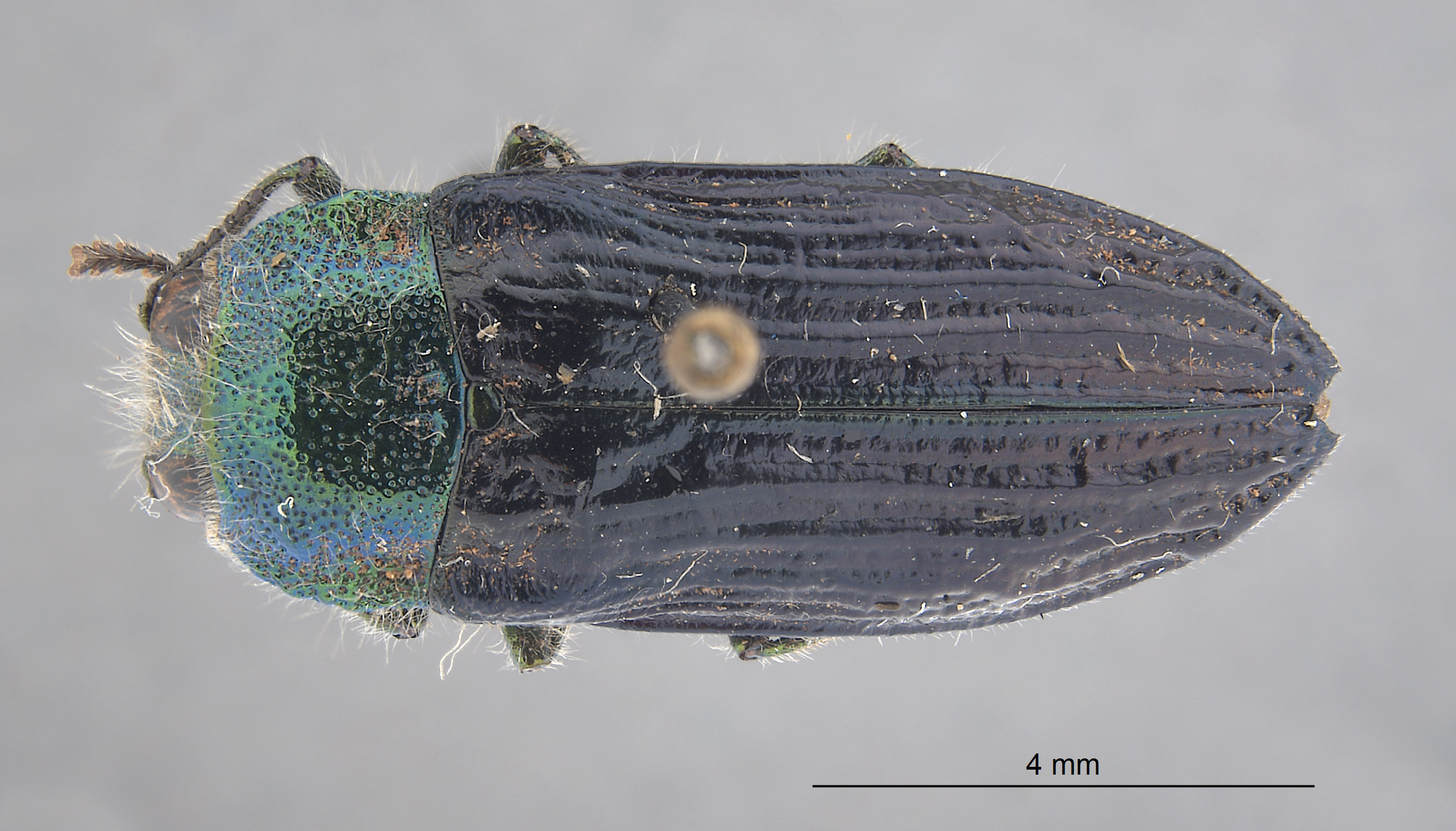 Conognatha image