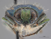 Conognatha leechi image