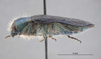 Conognatha leechi image