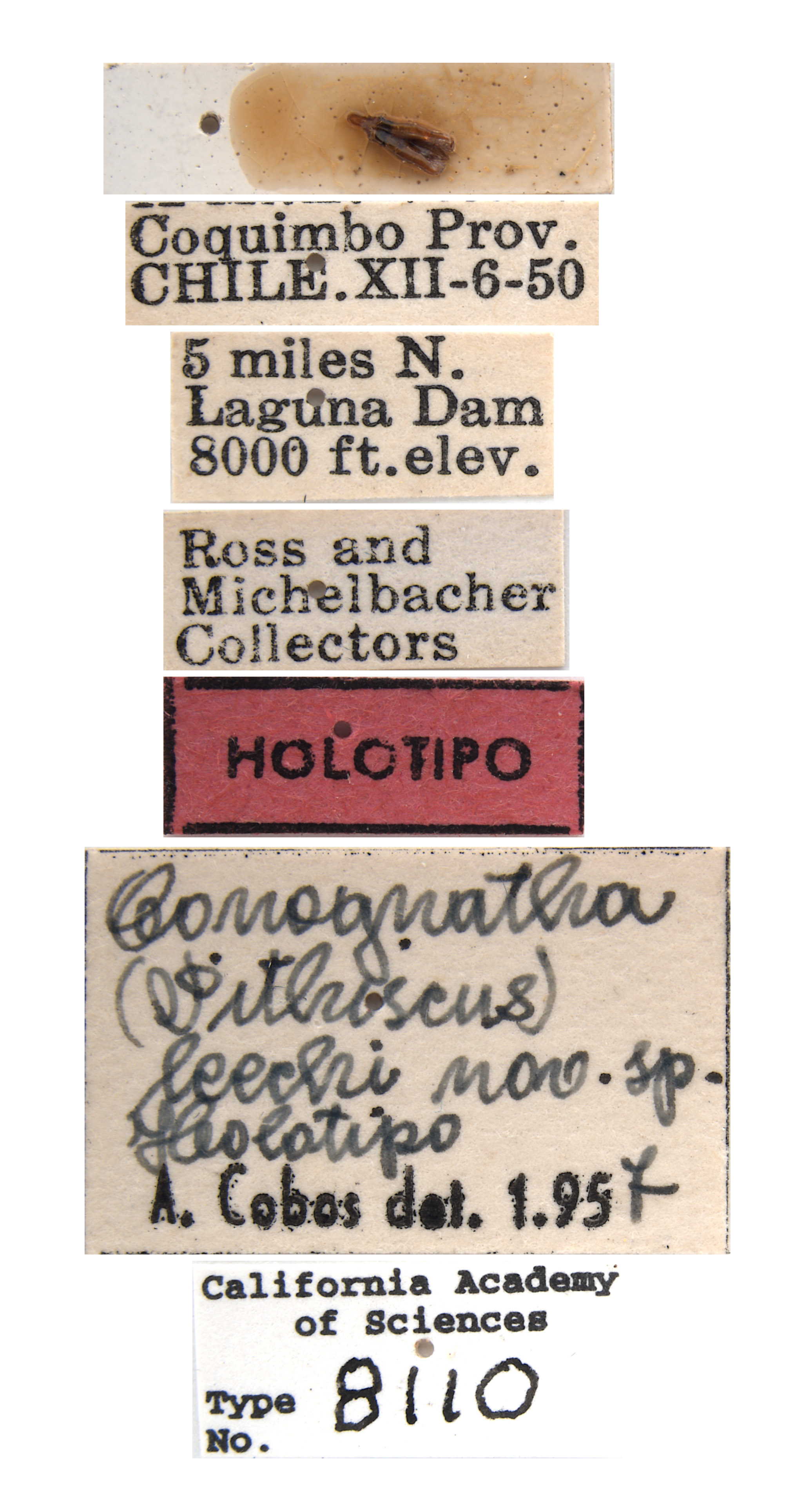 Conognatha leechi image