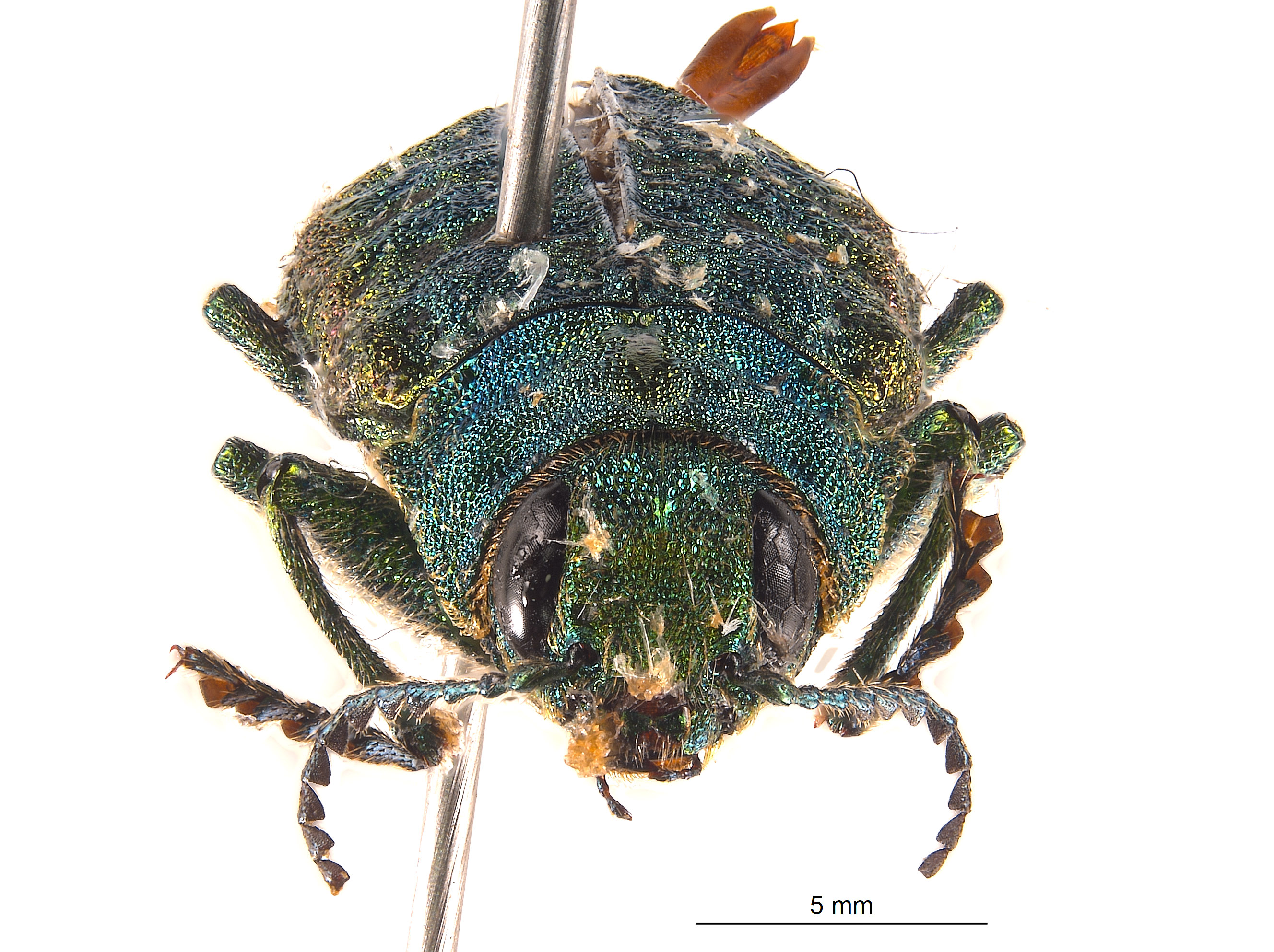 Trachykele blondeli image