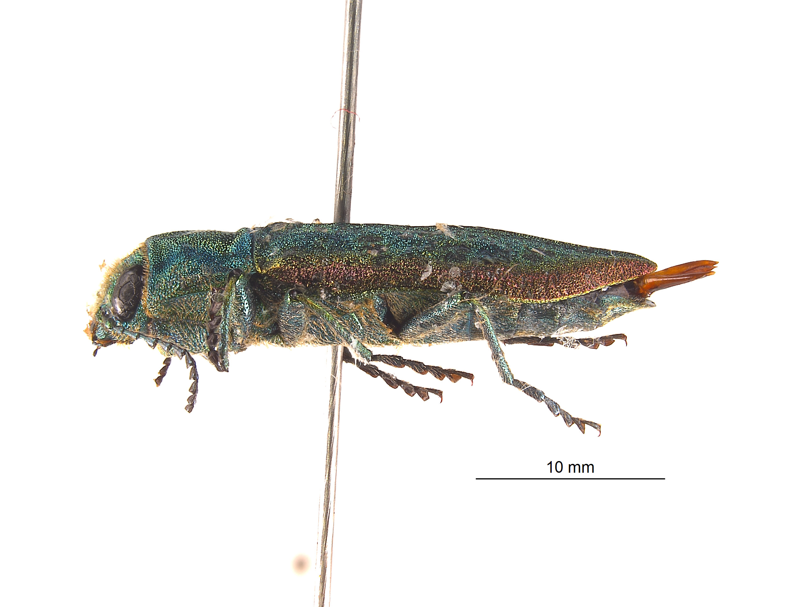 Trachykele blondeli cupreomarginata image