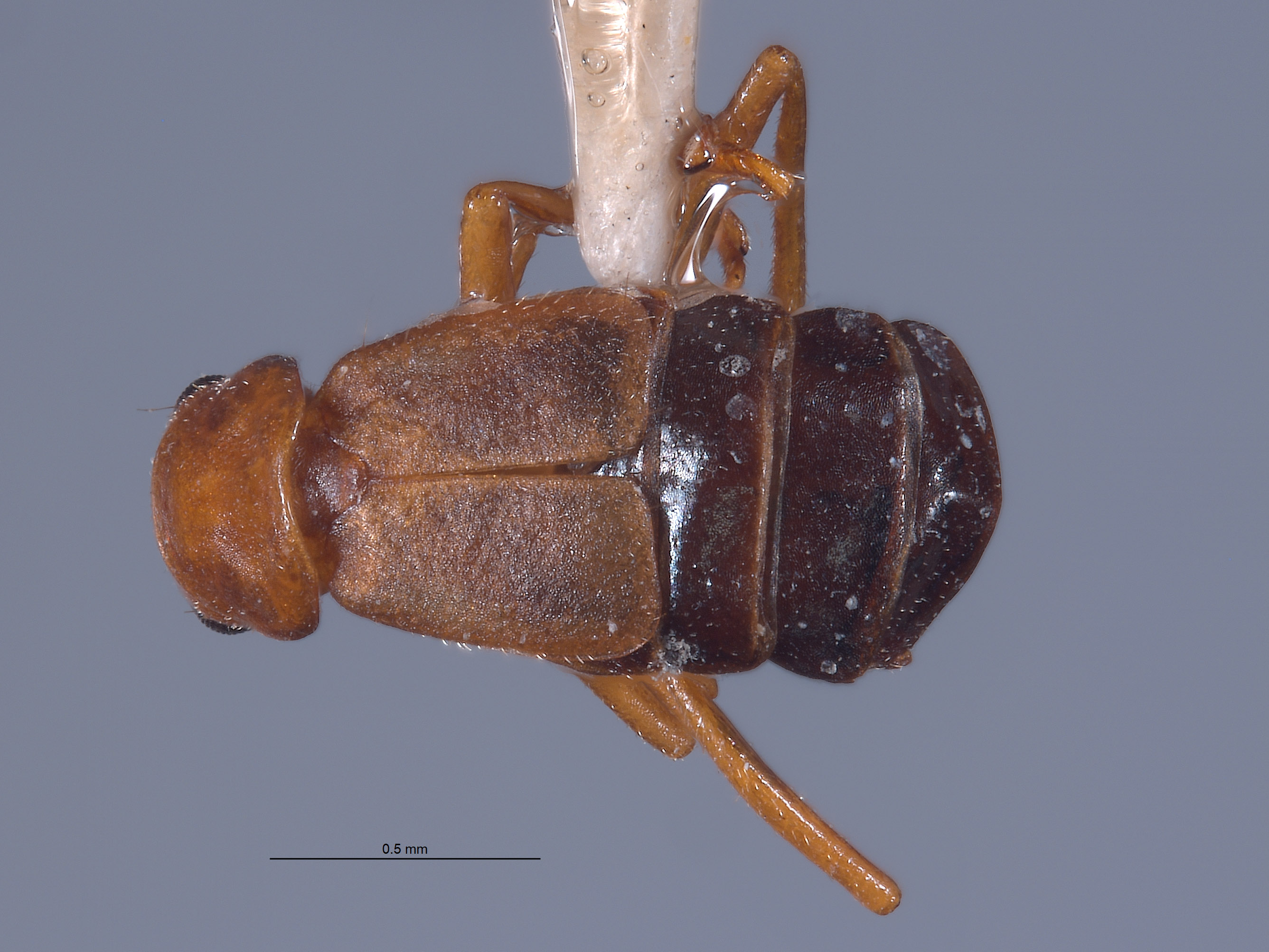 Endeodes blaisdelli image