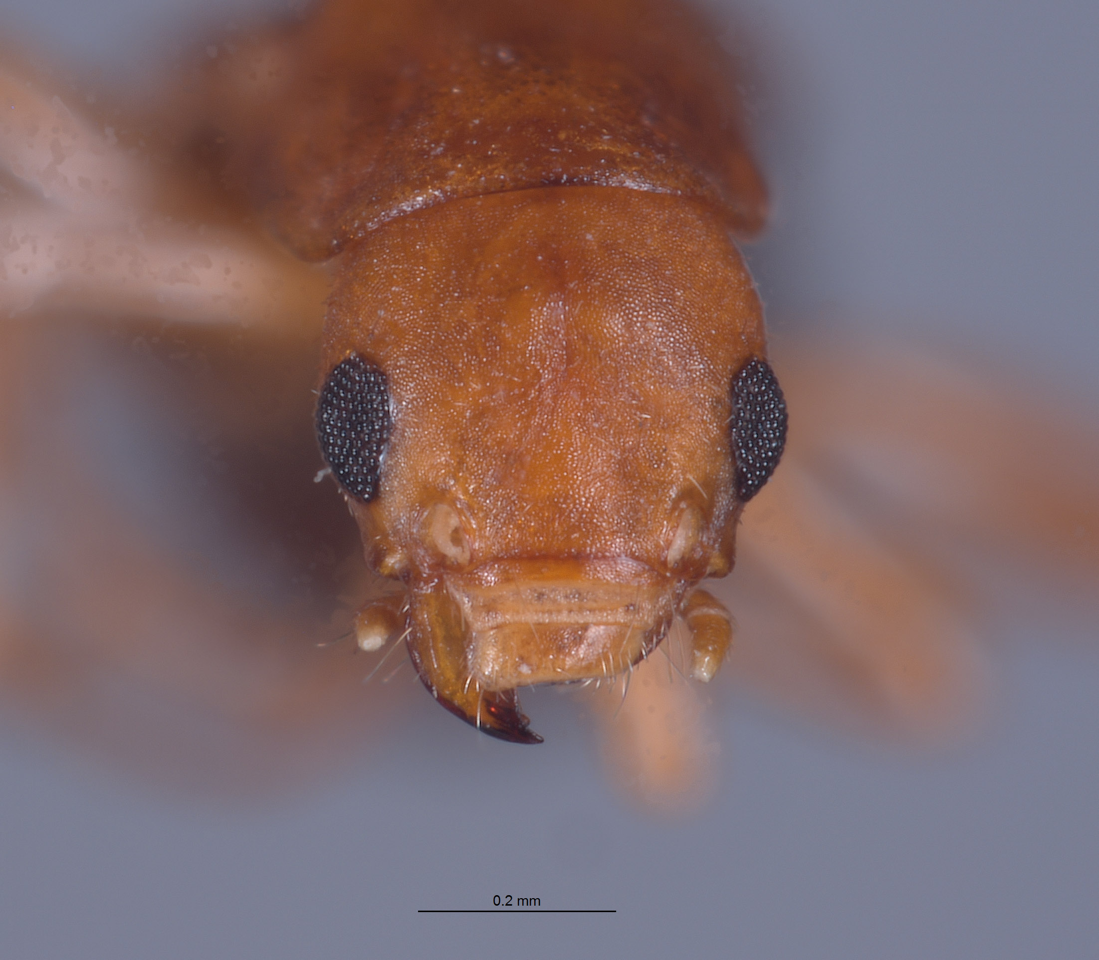 Endeodes blaisdelli image