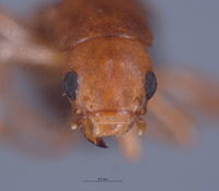 Endeodes blaisdelli image