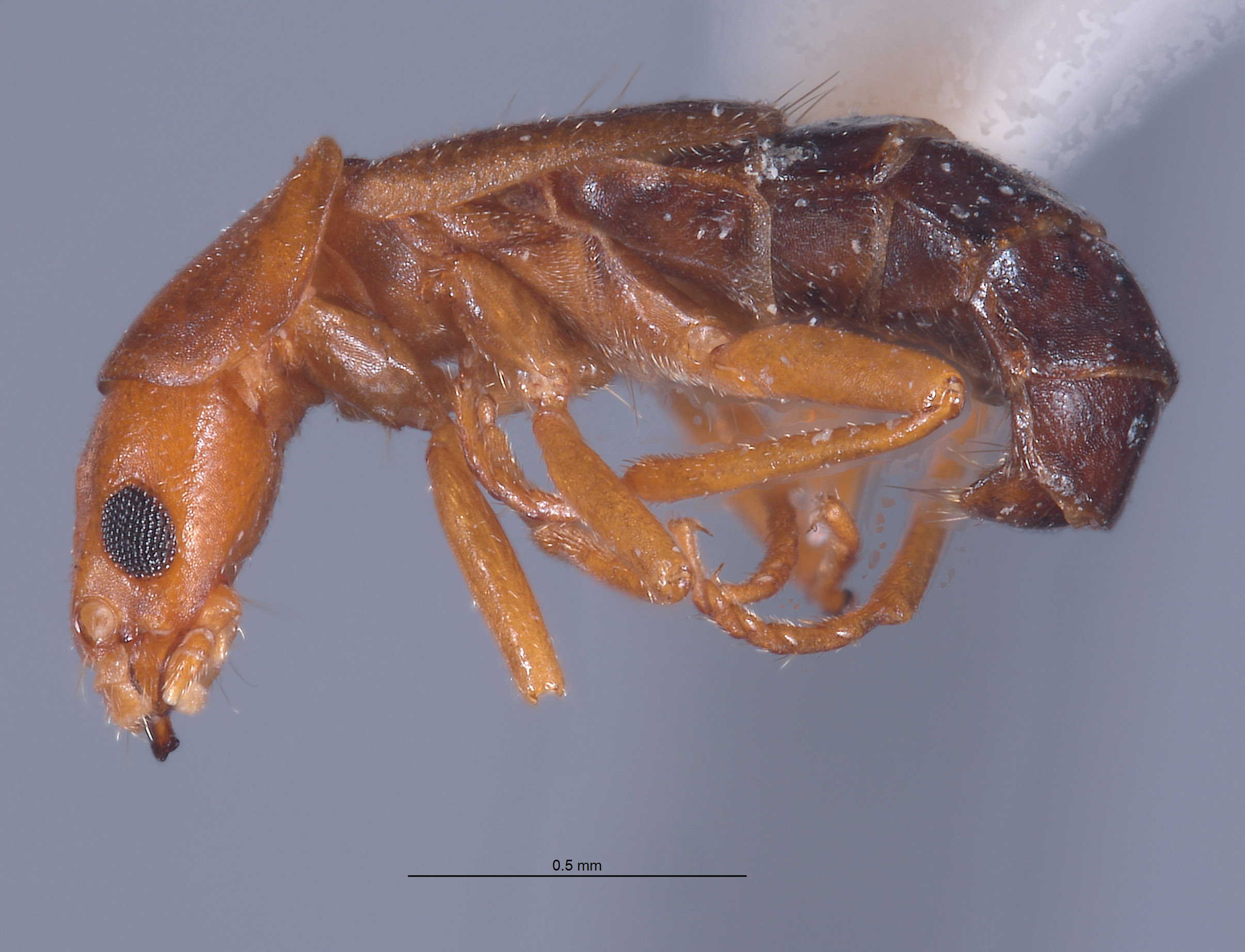 Endeodes blaisdelli image