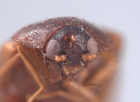 Ctesias dusmae image