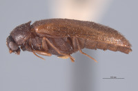 Ctesias dusmae image