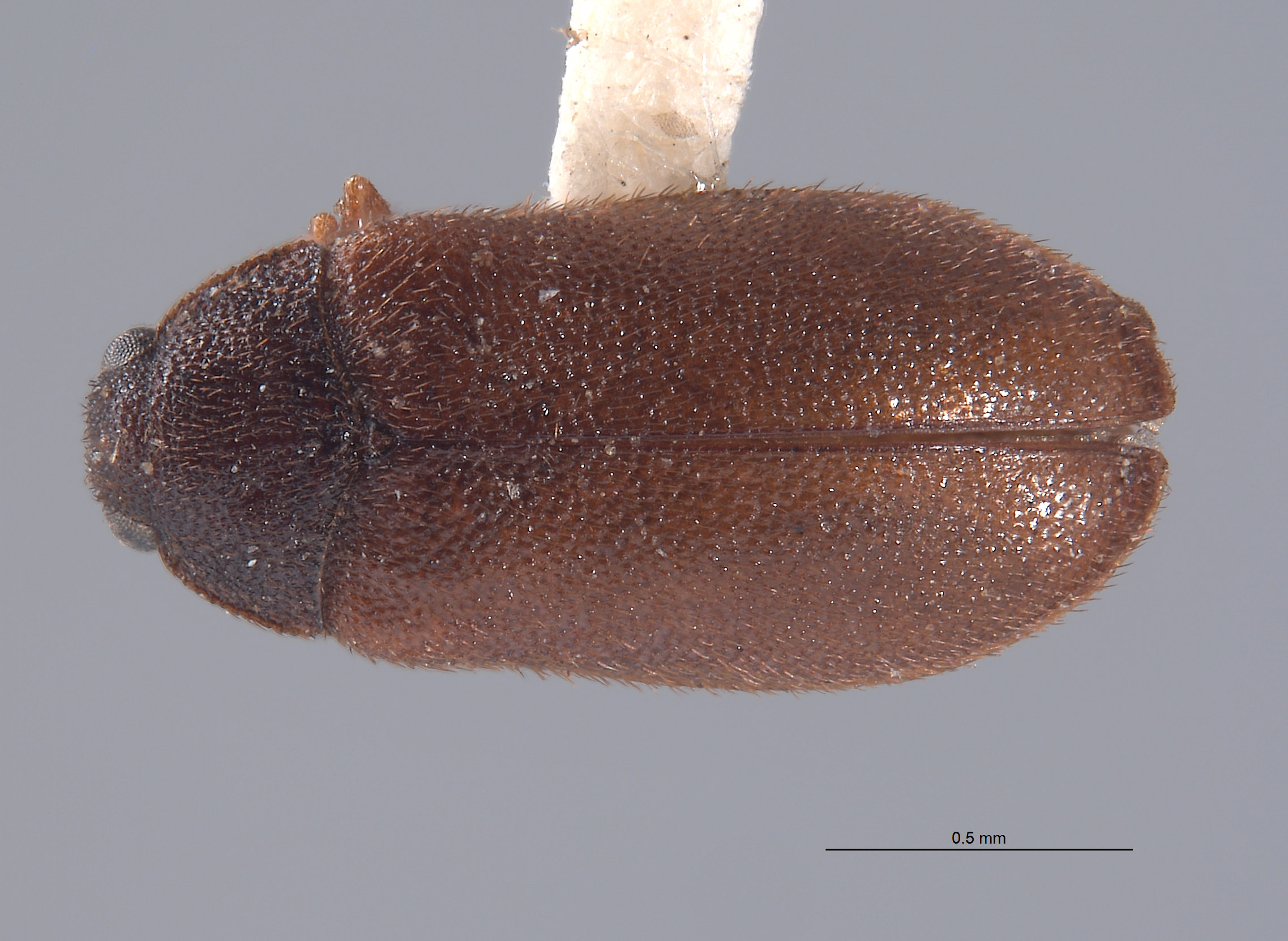 Dearthrus stebbinsi image