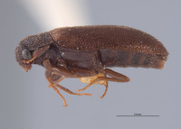 Dearthrus stebbinsi image