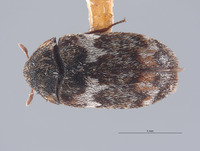 Image of Megatoma leucochlidon