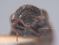 Megatoma leucochlidon image