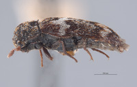 Megatoma leucochlidon image