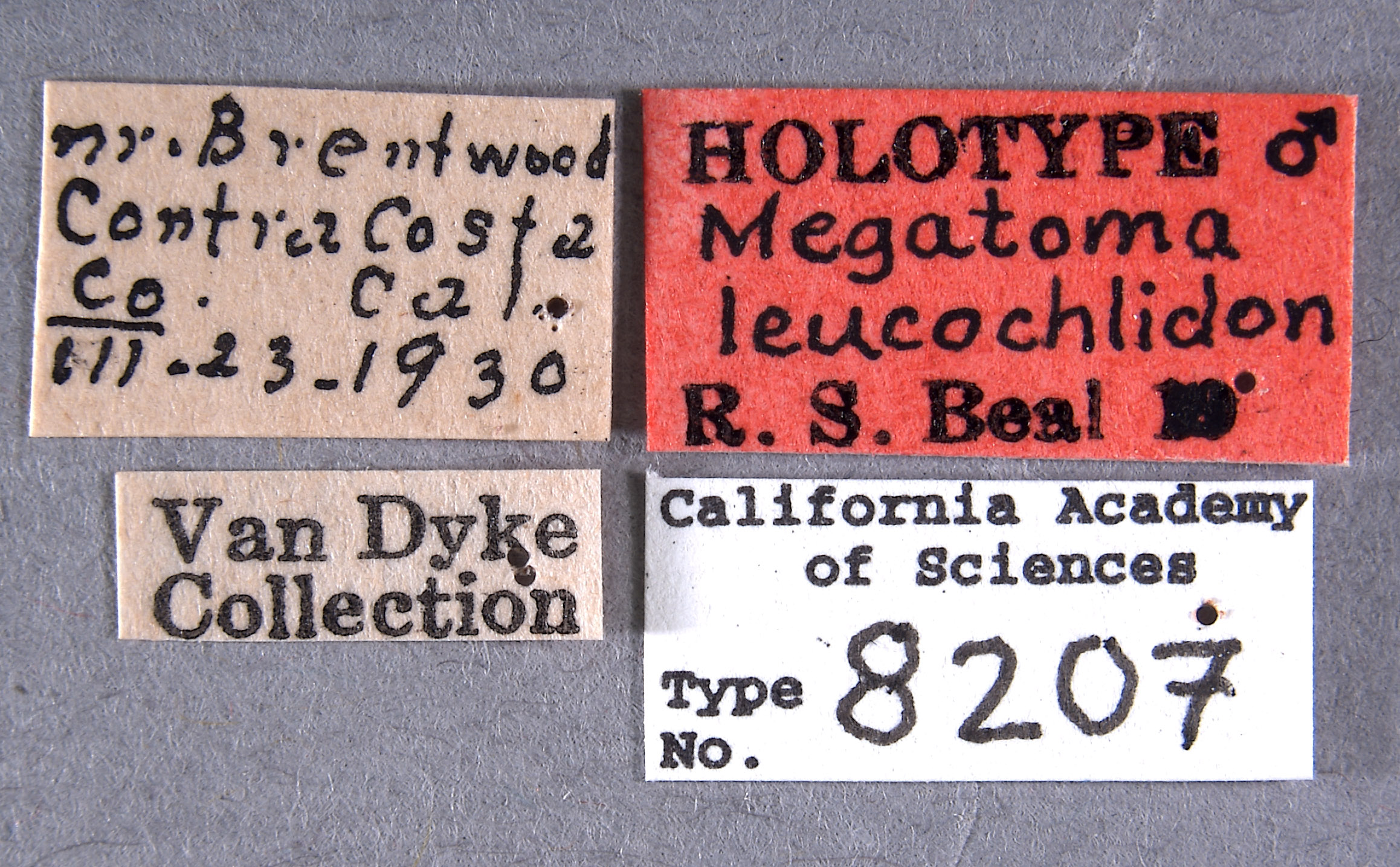 Megatoma leucochlidon image