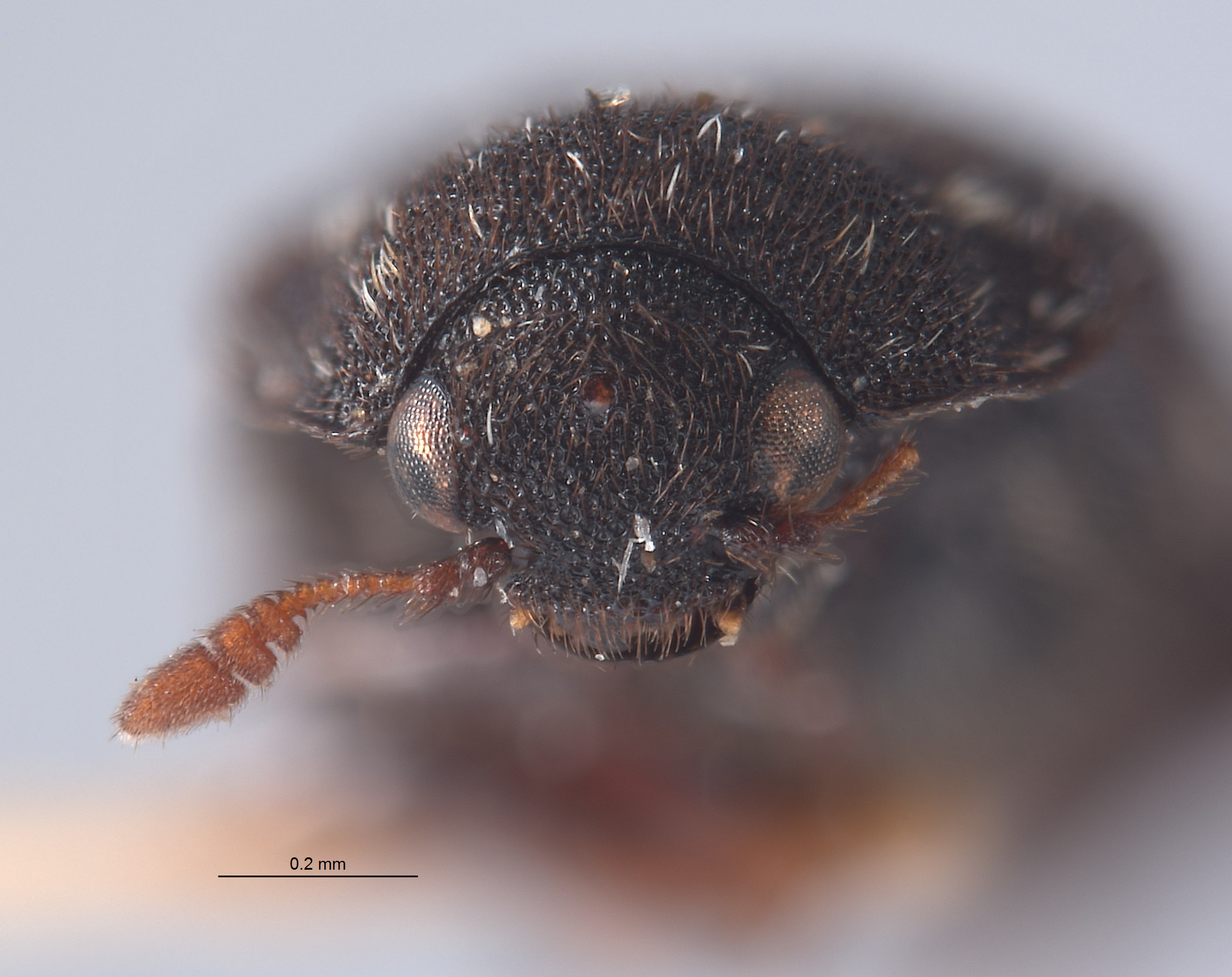 Megatoma dolia image