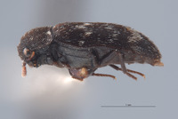 Megatoma dolia image