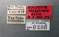 Megatoma dolia image