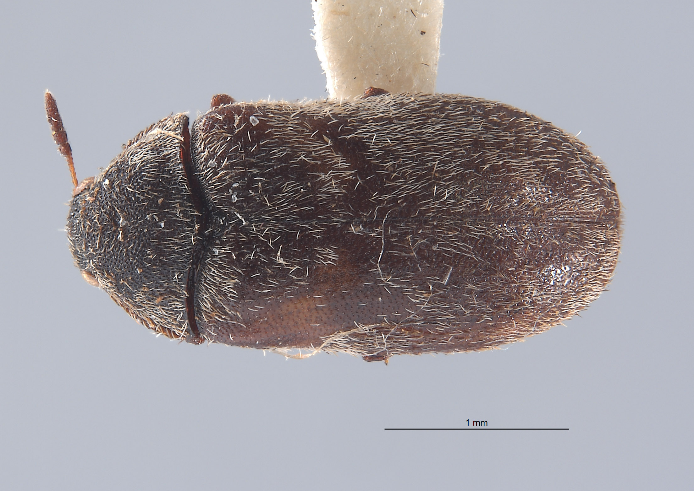 Megatoma polia image