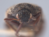 Megatoma polia image