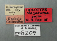 Megatoma polia image