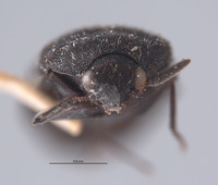 Megatoma prolixa image