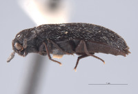 Megatoma prolixa image