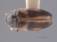 Image of Novelsis andersoni