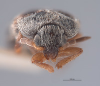 Novelsis andersoni image