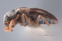 Novelsis andersoni image