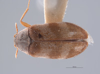 Image of Novelsis timia