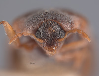 Novelsis timia image