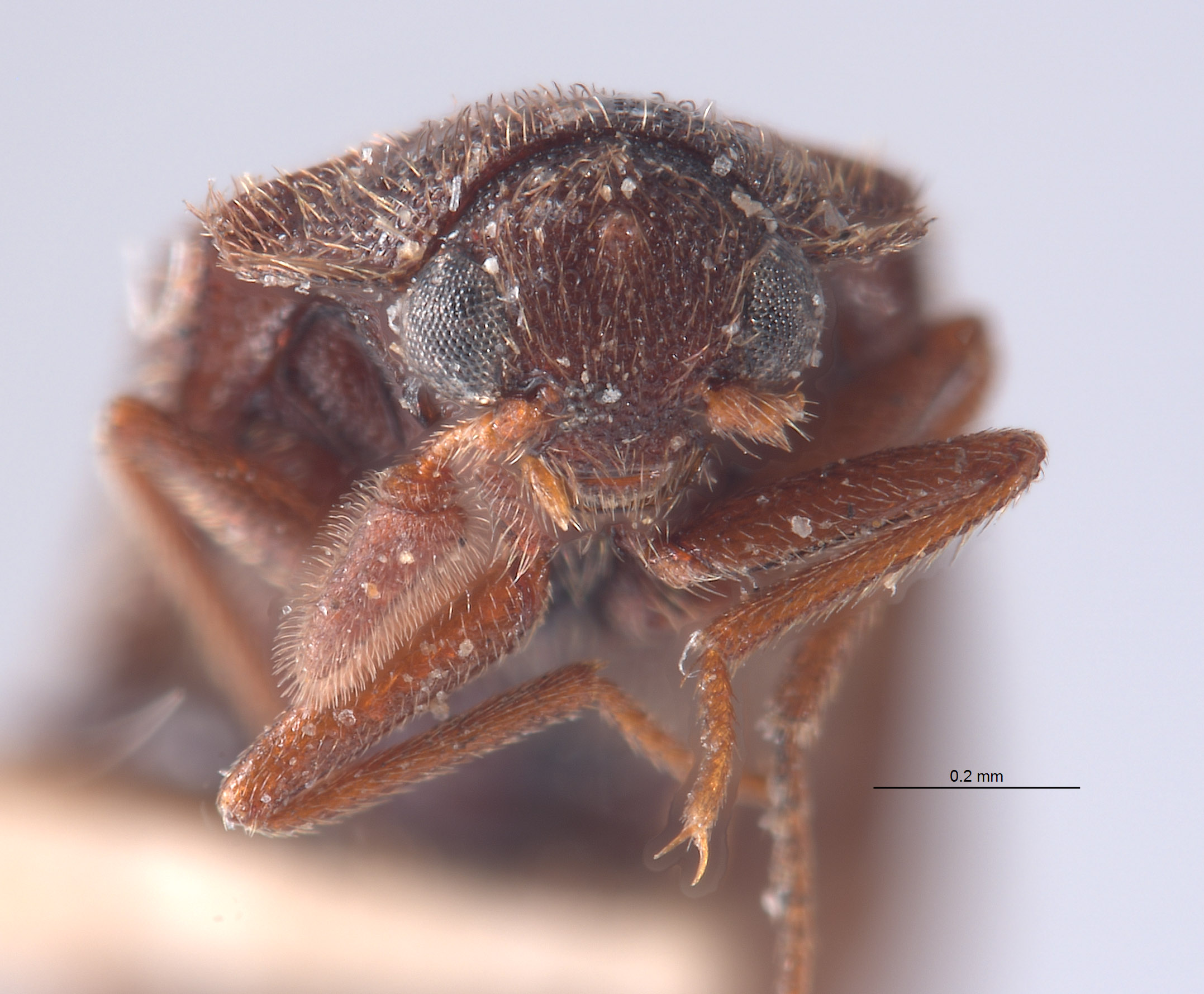 Pseudohadrotoma trichorhopalum image