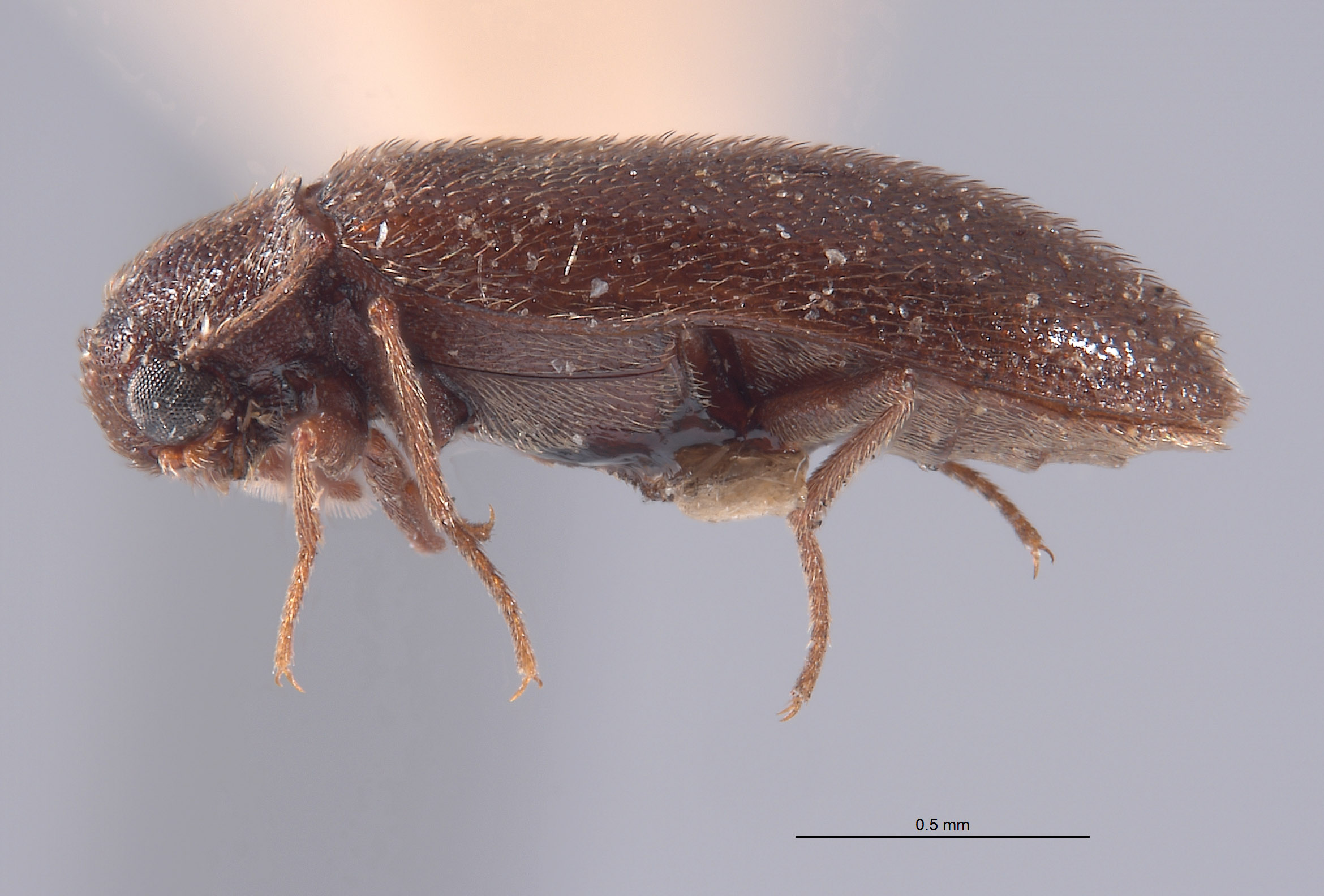 Pseudohadrotoma trichorhopalum image